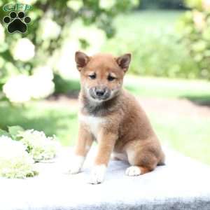 Bella, Shiba Inu Puppy